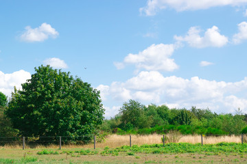 Fototapeta na wymiar Singe tree in Dutch landscape