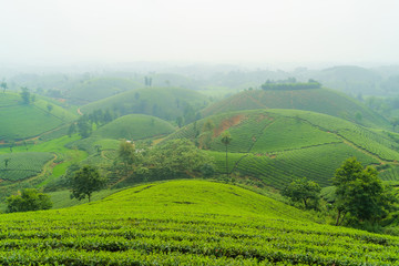 Tea plantation in Phu Tho, Vietnam