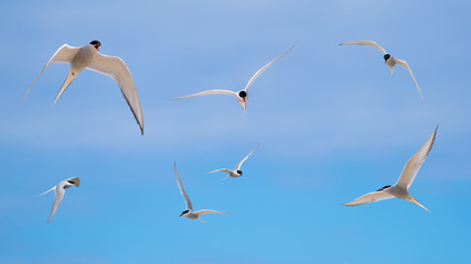 Obraz premium Arctic terns flying in a blue sky