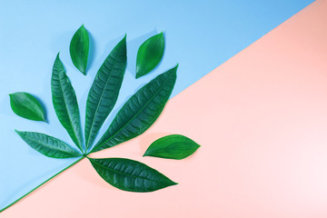dark green palm leaves on pink and blue background for design