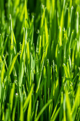 Fototapeta na wymiar green grass in the sun, bokeh background of raindrops