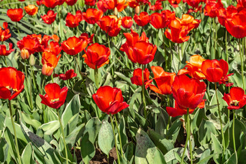 Flowers red tulips, field of flowers, spring landscape.