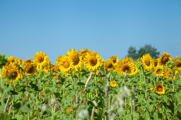 A field of blooming sunflowers under a blue sky on a sunny day with copy space