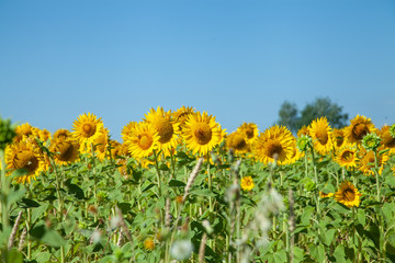 A field of blooming sunflowers under a blue sky on a sunny day with copy space
