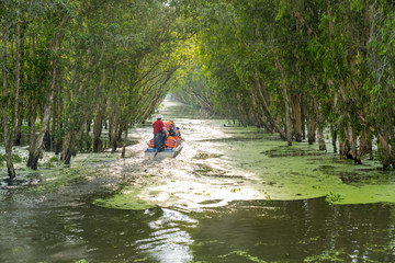 Tourism motorboat in cajuput forest in floating water season in Mekong Delta, Can Tho, Vietnam