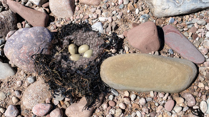 Eider duck nest with eggs in seaweed on a shingle beach