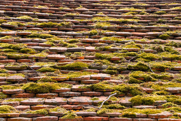 roof with green moss