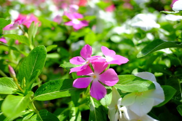 Beautiful flowers blooming in garden