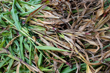 Corn stalks on the ground after harvesting
