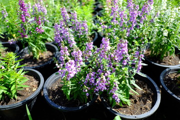 Beautiful flowers blooming in garden