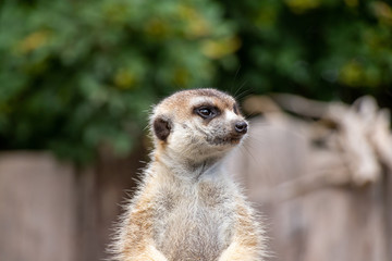 meerkat looking arround