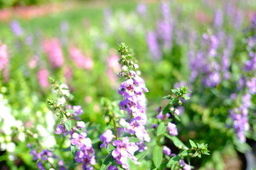 Beautiful flowers blooming in garden