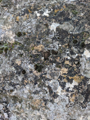 Grunge texture of concrete covered with moss