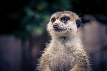 Fototapeta premium meerkat looking arround