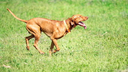 Naklejka na ściany i meble The hunting red dog runs on a green grass. Summer green meadow.