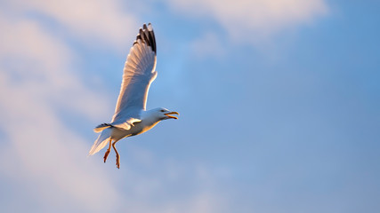 Herring gull wheeling around in a blue sky with soft evening sunlight glowing golden in her feathers