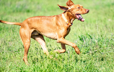Naklejka na ściany i meble The hunting red dog runs on a green grass. Summer green meadow.