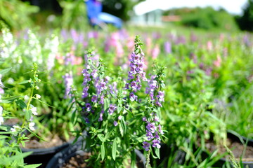 Beautiful flowers blooming in garden