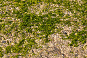 green moss on a stone