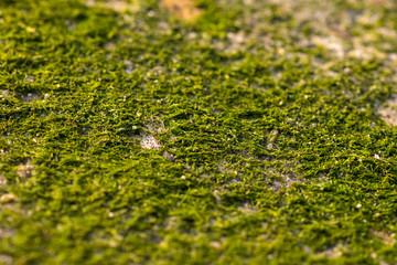 green moss on a stone