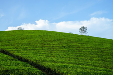 Fototapeta na wymiar Green tea plantation hills with blue sky on background