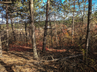  Beautiful landscape of autumn coniferous and deciduous forest