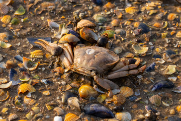 dead crap with seashells