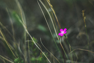 flower in grass