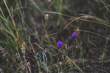 flower in grass