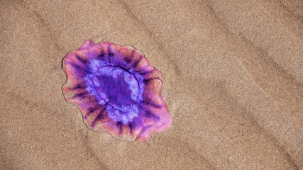 Purple jellyfish washed up on a sandy beach