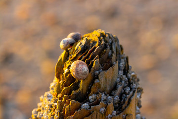 Shellfish on a wooden pole