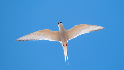 Arctic tern closeup hovering with his wings outstretched in a blue sky