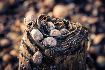 Shellfish on a wooden pole