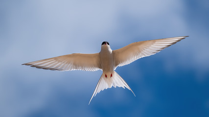 Arctic tern close up flying in a blue sky with clouds with his wings outstretched showing his plumage back lit by sunshine