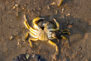 dead crab in the northsea