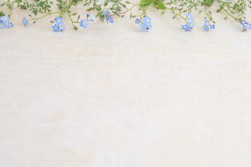 Blue myosotis flowers on a light background. The basis for creating albums and postcards.