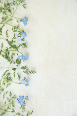 Blue myosotis flowers on a light background. The basis for creating albums and postcards.