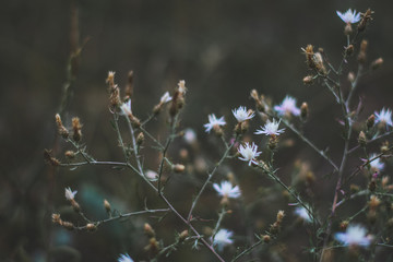 flower in grass