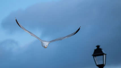 Obraz premium Herring gull diving out of the sky to attack