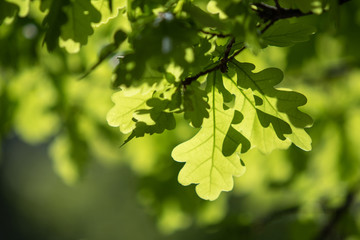 Fototapeta na wymiar Green leaf of a tree with a sun flare on the tree, closeup.