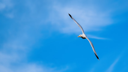 Herring gull flying in a blue sky with wings outstretched