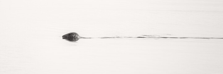 Grey seal swimming on the surface of a calm ocean