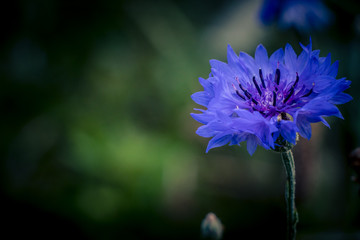 cornflower
