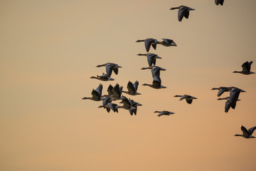 Flock of geese flying