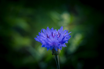 cornflower