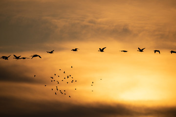 Fototapeta na wymiar Flock of geese flying at sunset