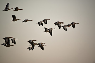 Flock of geese flying