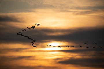 Flock of geese flying at sunset