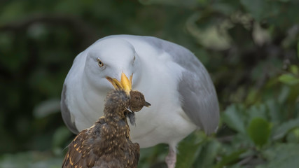 Herring gull with dead thrush fledgling