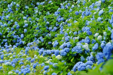 雲昌寺（あじさい寺）秋田県男鹿市